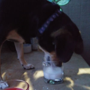 Meet your Posher, Devon